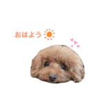 トイプードルのかわいこちゃん（個別スタンプ：6）