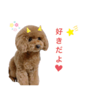 トイプードルのかわいこちゃん（個別スタンプ：8）