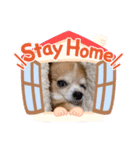 ワンコ スタンプ（個別スタンプ：3）