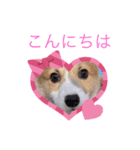 ワンコ スタンプ（個別スタンプ：7）