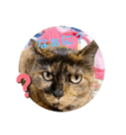 たぬきのくーちゃん（個別スタンプ：2）