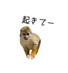 生意キッキ（個別スタンプ：3）