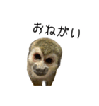 生意キッキ（個別スタンプ：4）