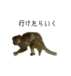 生意キッキ（個別スタンプ：7）