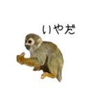 生意キッキ（個別スタンプ：12）