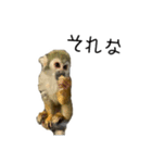 生意キッキ（個別スタンプ：13）