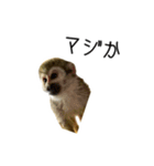 生意キッキ（個別スタンプ：14）