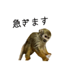 生意キッキ（個別スタンプ：16）