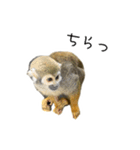 生意キッキ（個別スタンプ：17）