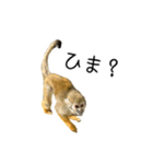 生意キッキ（個別スタンプ：24）