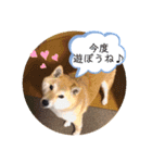赤柴はなちゃん ”ウイルス対策”（個別スタンプ：7）