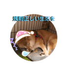 赤柴はなちゃん ”ウイルス対策”（個別スタンプ：12）