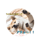 赤柴はなちゃん ”ウイルス対策”（個別スタンプ：14）