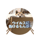 赤柴はなちゃん ”ウイルス対策”（個別スタンプ：15）