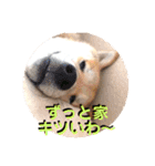 赤柴はなちゃん ”ウイルス対策”（個別スタンプ：16）