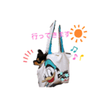 家のまろん（個別スタンプ：3）