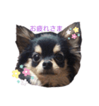 家のまろん（個別スタンプ：4）