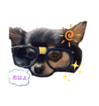 家のまろん（個別スタンプ：5）