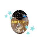 家のまろん（個別スタンプ：8）