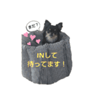 ちわわがいっぱい（個別スタンプ：1）