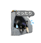 ちわわがいっぱい（個別スタンプ：3）