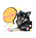 ちわわがいっぱい（個別スタンプ：6）