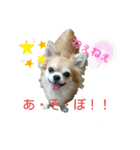 ちわわがいっぱい（個別スタンプ：10）