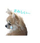 ちわわがいっぱい（個別スタンプ：12）