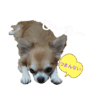 ちわわがいっぱい（個別スタンプ：16）