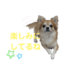ちわわがいっぱい（個別スタンプ：18）