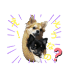 ちわわがいっぱい（個別スタンプ：21）