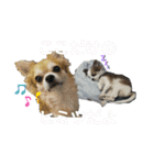 ちわわがいっぱい（個別スタンプ：22）