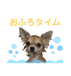 ちわわがいっぱい（個別スタンプ：24）