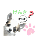 ちわわがいっぱい（個別スタンプ：27）