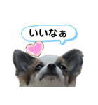 ちわわがいっぱい（個別スタンプ：28）