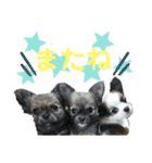 ちわわがいっぱい（個別スタンプ：31）