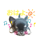 ちわわがいっぱい（個別スタンプ：33）