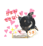 ちわわがいっぱい（個別スタンプ：35）