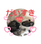 ちわわがいっぱい（個別スタンプ：36）