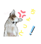 ちわわがいっぱい（個別スタンプ：39）
