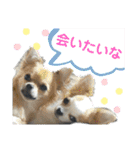 ちわわがいっぱい（個別スタンプ：40）