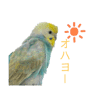 セキセイインコのぴっぴ 毎日スタンプ（個別スタンプ：1）