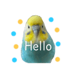 セキセイインコのぴっぴ 毎日スタンプ（個別スタンプ：2）