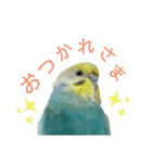 セキセイインコのぴっぴ 毎日スタンプ（個別スタンプ：3）