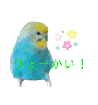 セキセイインコのぴっぴ 毎日スタンプ（個別スタンプ：5）