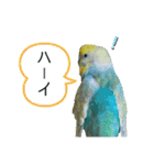 セキセイインコのぴっぴ 毎日スタンプ（個別スタンプ：6）