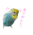 セキセイインコのぴっぴ 毎日スタンプ（個別スタンプ：9）