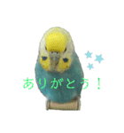 セキセイインコのぴっぴ 毎日スタンプ（個別スタンプ：10）