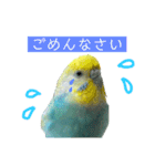 セキセイインコのぴっぴ 毎日スタンプ（個別スタンプ：12）