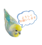 セキセイインコのぴっぴ 毎日スタンプ（個別スタンプ：13）
